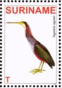 Agami Heron (Agamia agami)